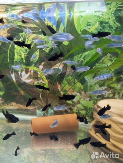 Аквариумные рыбки