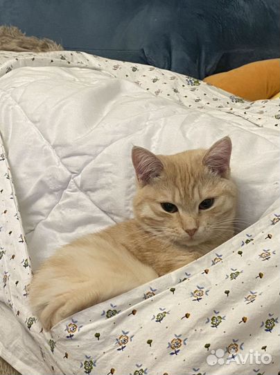 Кошка