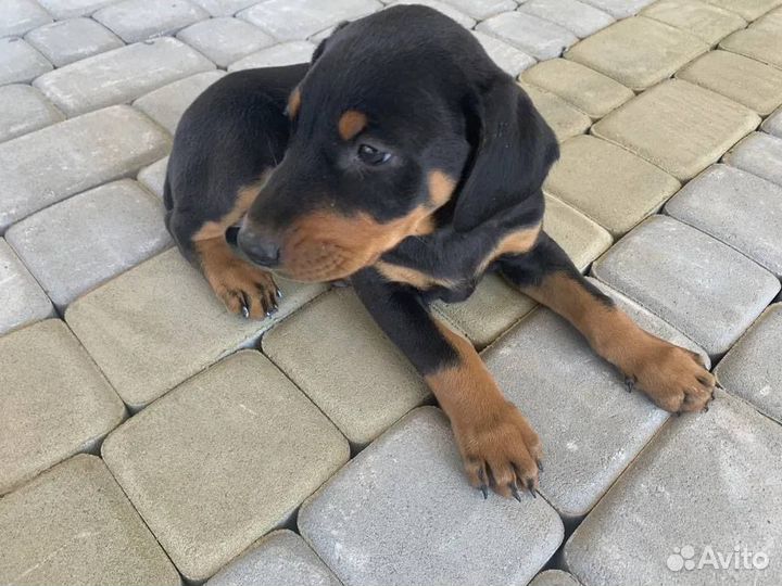 Щенки добермана