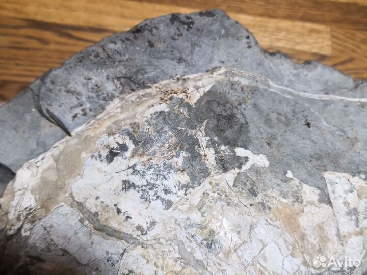 Окаменелость. Аммонит в септарии. р.Белая