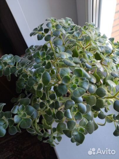 Аихризон дерево любви