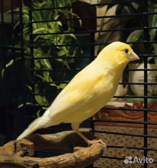 Кенара и канарейки