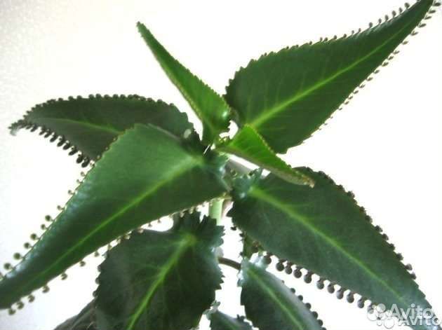 Комнатные цветы, разные в стаканах, продам и обмен