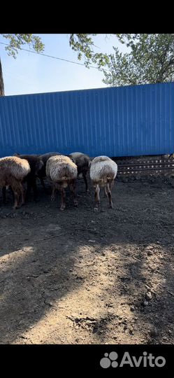 Бараны гиссарские