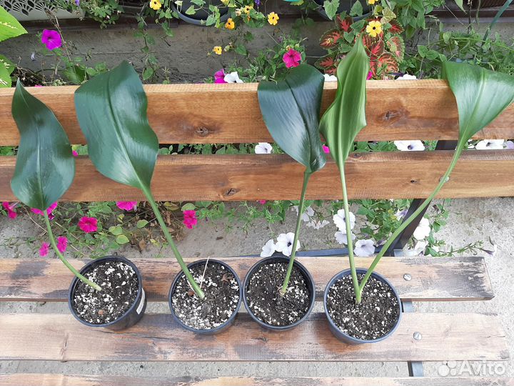 Амазонская Лилия, укорененные луковицы