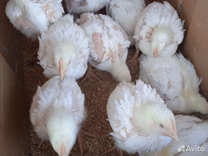 Куры бройлеры