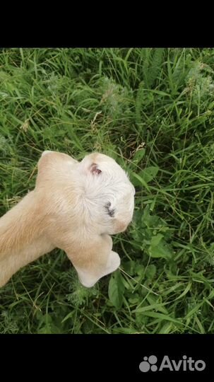 Обезроживание козлят