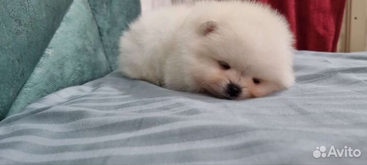 Померанский шпиц