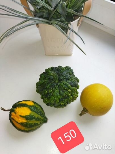 Тыквы декоративные для интерьера