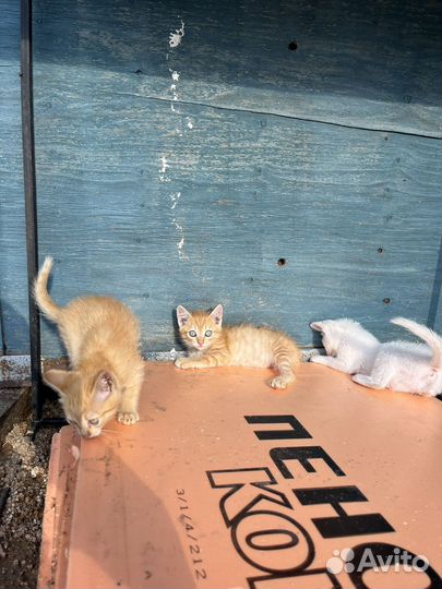 Котята в добрые руки