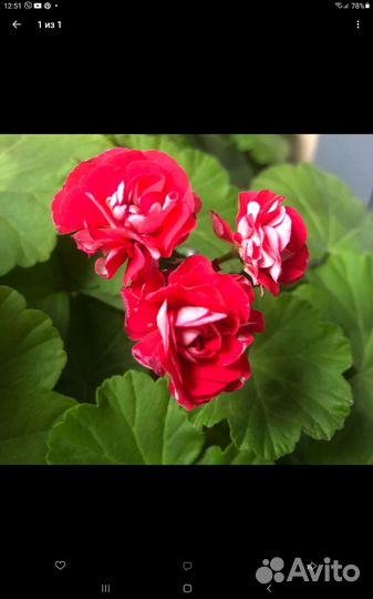 Сортовая герань,зефирантус