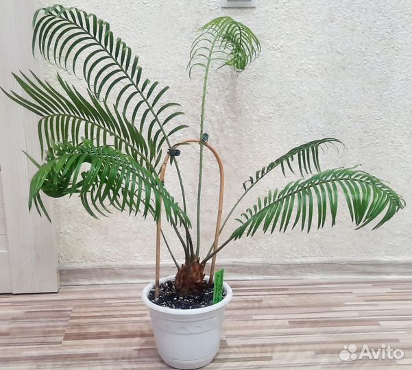 Цикас (Cycas) или Саговая пальма