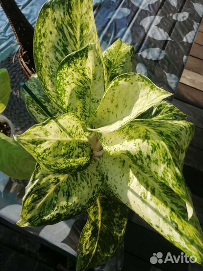 Аглаонема Phet samsee Diamond