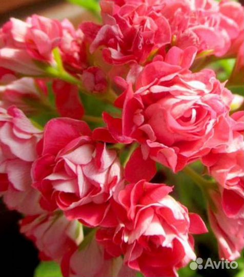 Пеларгония герань сортовая,черенки,70 сортов