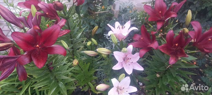 Лилии луковицы