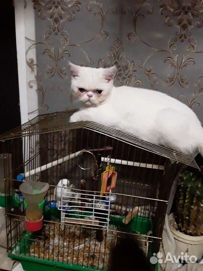 Экзотическая