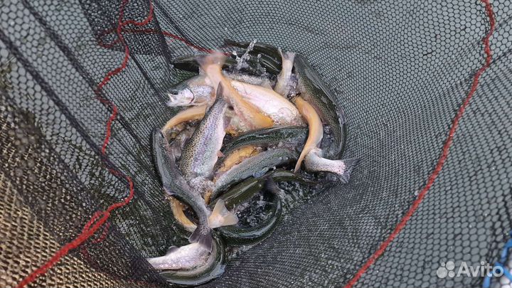 Форель живая высочайшее качество оптом