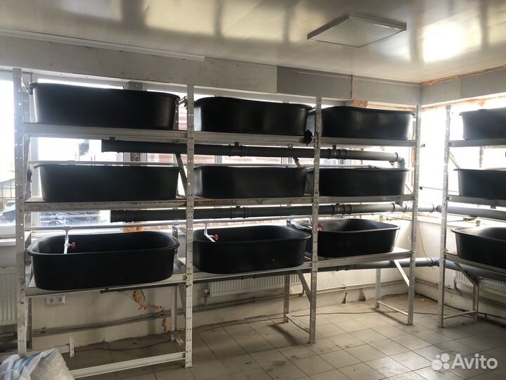 Ферма по разведению рака,аккр