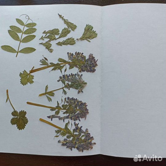 Засушенные цветы. Гербарий