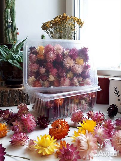 Гелихризум (сухоцвет)