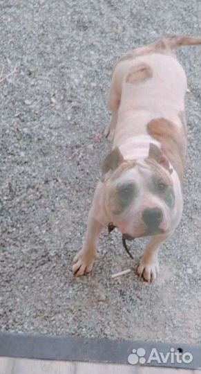 Питбультерьеры