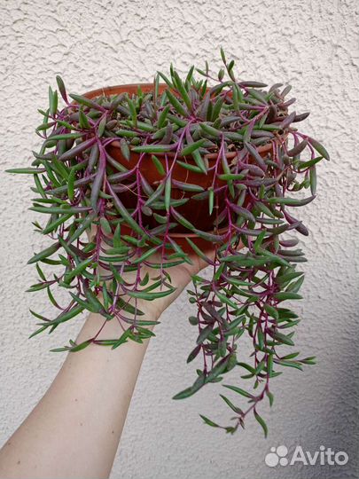 Суккуленты