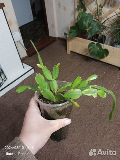 Комнатные растения