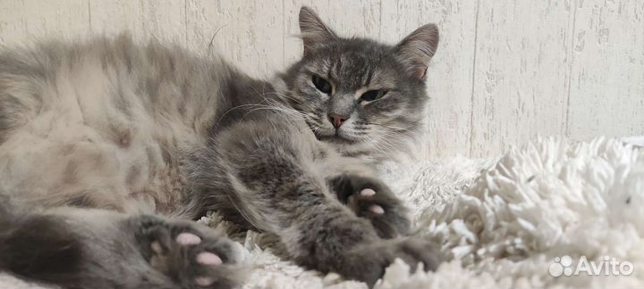 Молодая кошка в добрые руки