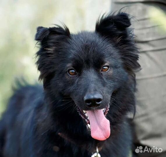 Метис Бордер Колли в приюте