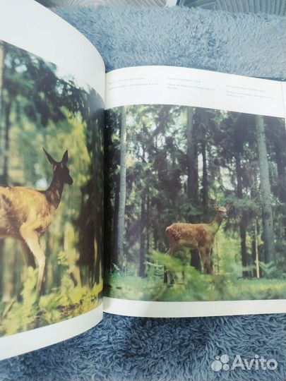 Книга Беловежская пуща Шарай Николай Алексеевич