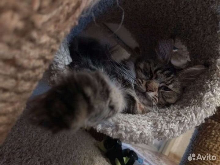 Вычесывание и Стрижка кошек и собак с выездом