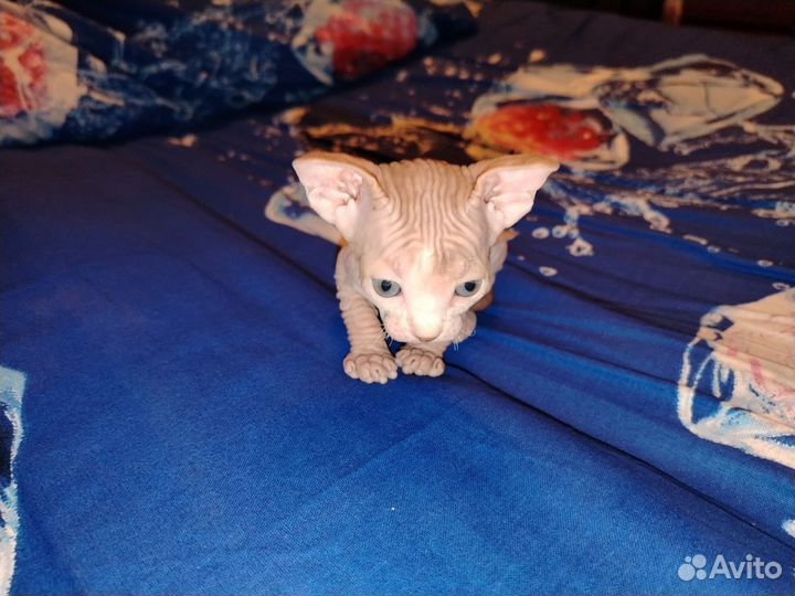 Канадский сфинкс котенок