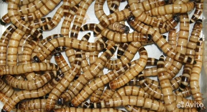 Таракан, сверчок, зофобас