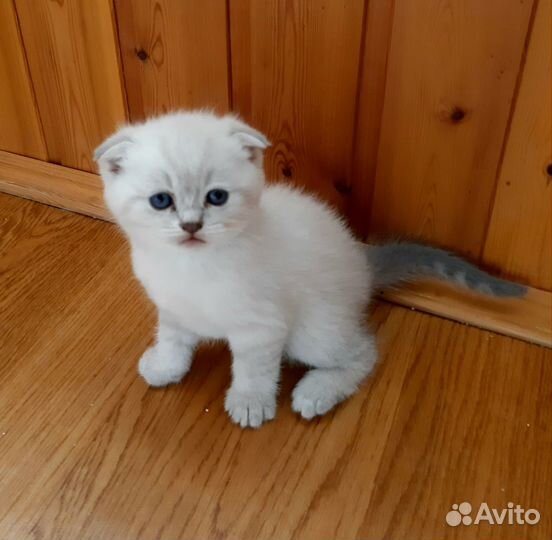 Шотландские вислоухие котята