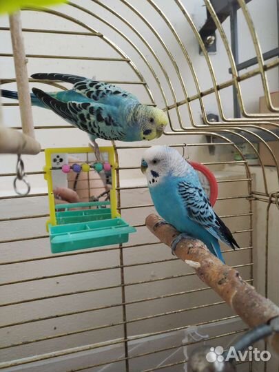 Пара волнистых попугаев