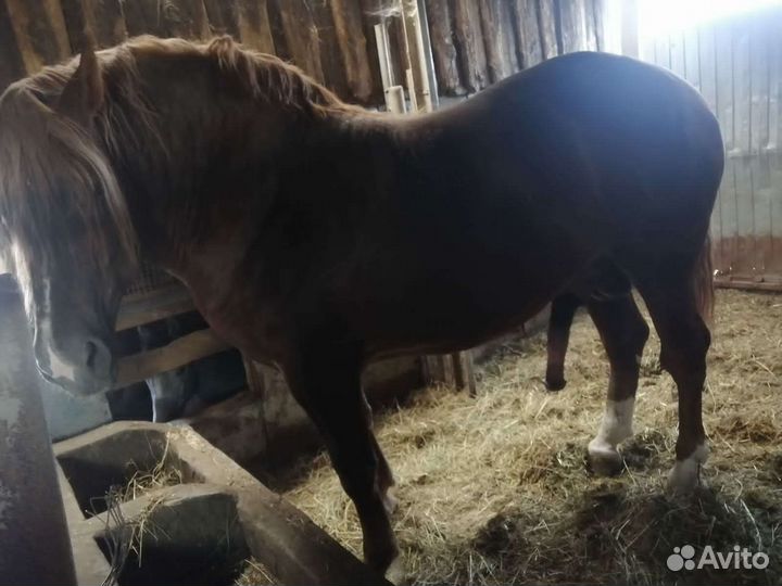 Жеребец тяжеловоз