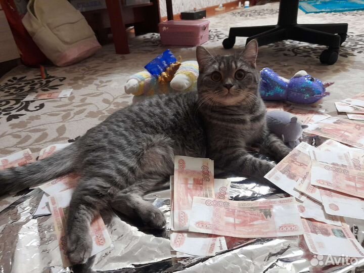 Шотландская кошечка/Вязка