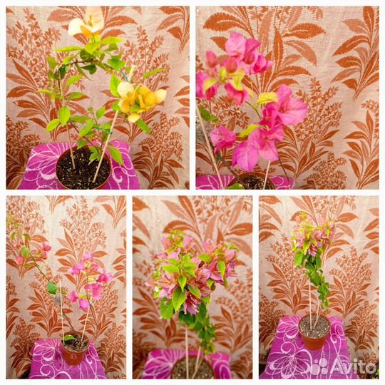 Комнатные цветы