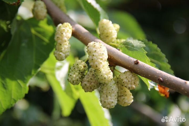 Саженцы Шелковицы Белая Стамбульская