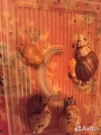 Улитки ахатины