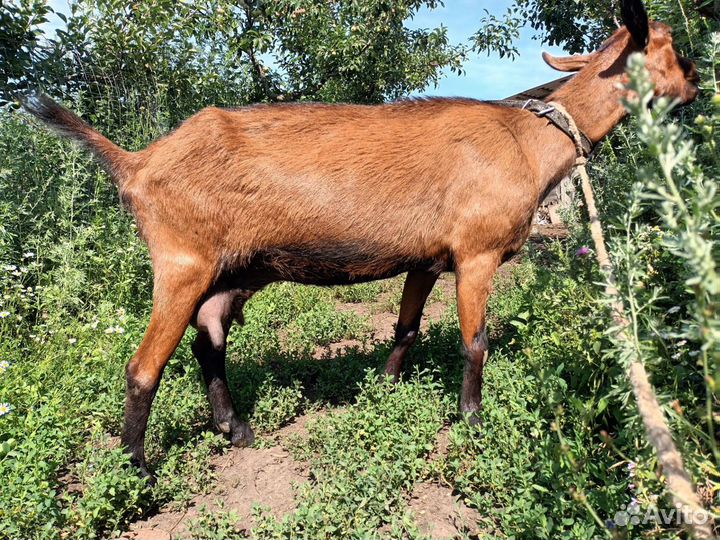 Козы дойные, покрытые, альпийской и чешской породы