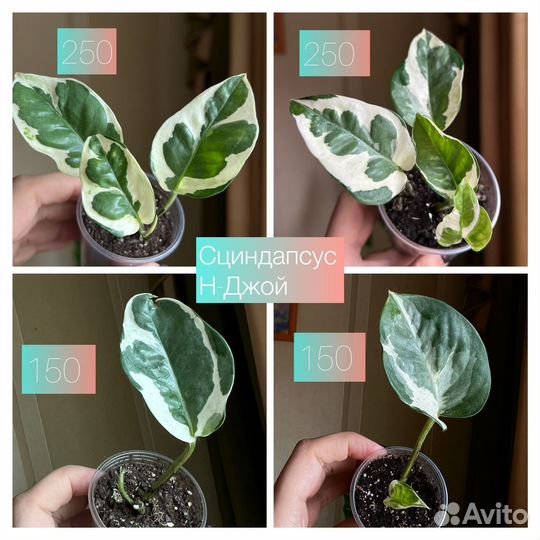 Сциндапсусы Эпипремнумы