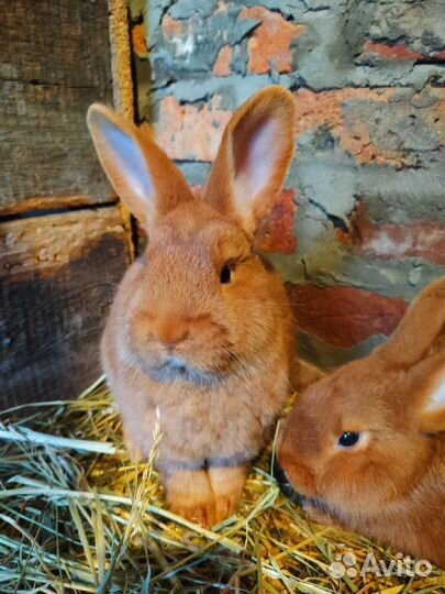 Кролики Новозеландский красный (нзк)
