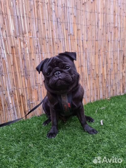 Мопс вязка мальчик
