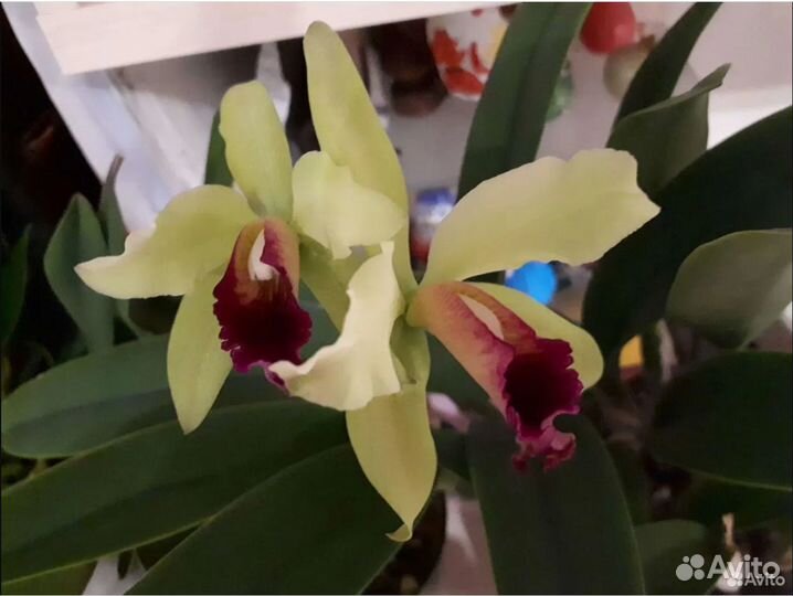 Орхидея каттлея