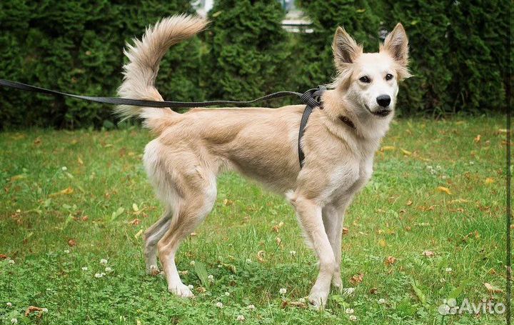 Смешнявка. Собака выкинутая человеком