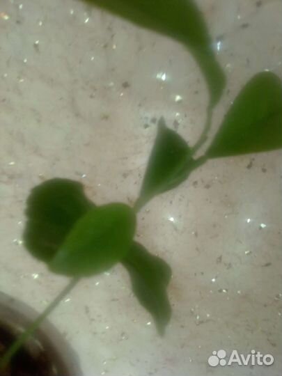 Чудо деревце цитрофартунелла Флоридана Лайм Лимон