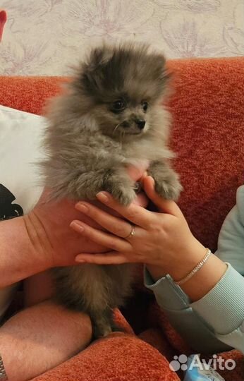 Померанский шпиц мини