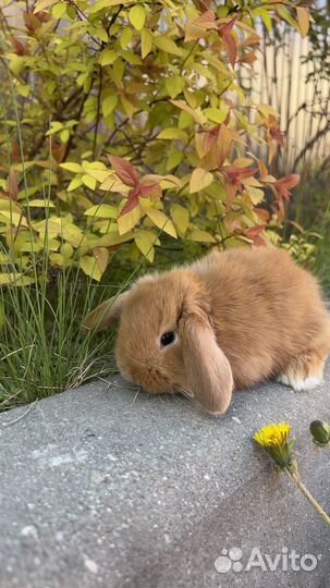 Кролик ручной домашний