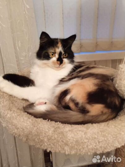 Кошки и котенок в добрые руки